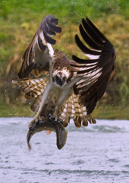 falco pescatore con preda